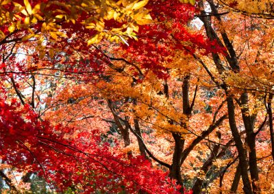 JAPON - LIFESTYLE - KOYO -THE JAPANESE LEAF PEEPINGLA CHASSE JAPONAISE AUX FEUILLES ROUGE D'AUTOMNE