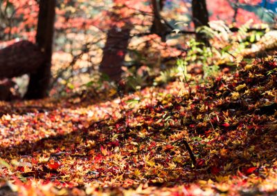 JAPON - LIFESTYLE - KOYO -THE JAPANESE LEAF PEEPINGLA CHASSE JAPONAISE AUX FEUILLES ROUGE D'AUTOMNE