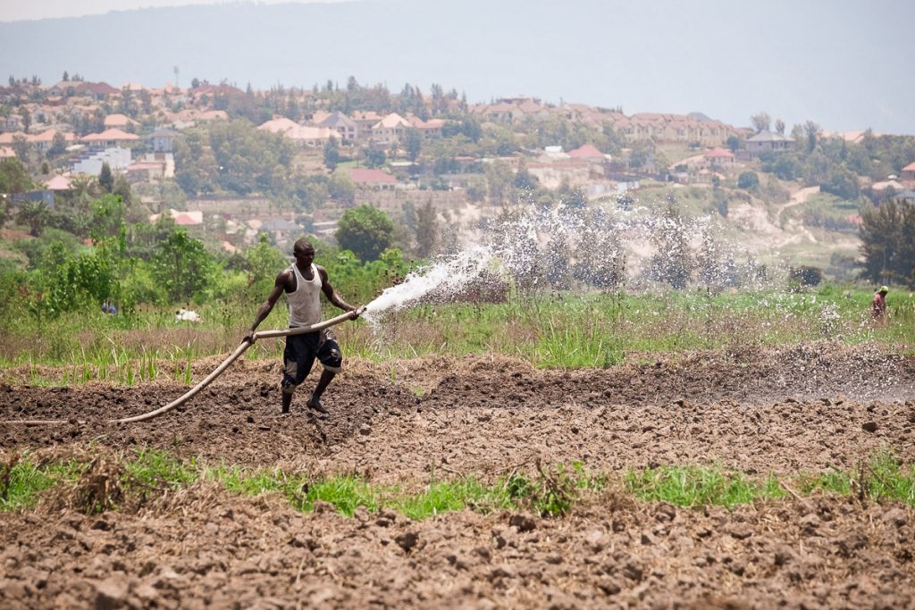 Africa, Export, French bean, Proxifresh, RW, RWA, Rwanda, african, agribusiness, agriculture, beneficial, black people, community, copy space, copyspace, crop, cultivated land, diet, economic, employee, export business, exportation, farm, farm worker, farmer, field, food, food hygiene, for sale, freshness, gardening, green, green bean, growth, handcraft, harvest, harvesting, health and beauty, healthful, healthy, horizontal, in a row, irrigation, know how, leaf, lifestyle, livelihood, lush, making money, manipulation, merchandise, natural condition, nourishing, nutritious, one person only, orderly, organic, outdoor, picking, punnet, raw, retail, shell, tidy, trimmed, unrecognizable person, vegetable, water, water hose, water system, wholesome, work, ¤Selection