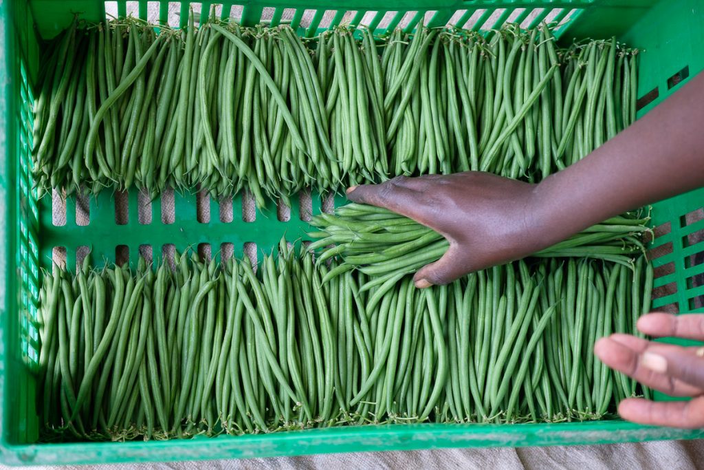 Africa, Export, French bean, Proxifresh, RW, RWA, Rwanda, agribusiness, agriculture, backgrounds, beneficial, box container, close up, community, crop, delivering, diet, economic, employee, export business, exportation, farm, field, food, food hygiene, for sale, freight transportation, freshness, gardening, green, green bean, handcraft, handling equipment, harvest, harvesting, health and beauty, healthful, healthy, horizontal, in a row, know how, label preparation, leaf, lush, manipulation, merchandise, natural condition, no people, nourishing, nutritious, orderly, organic, outdoor, people, picking, punnet, raw, retail, shell, shipping, tidy, trimmed, vegetable, wholesome, work, ¤Selection