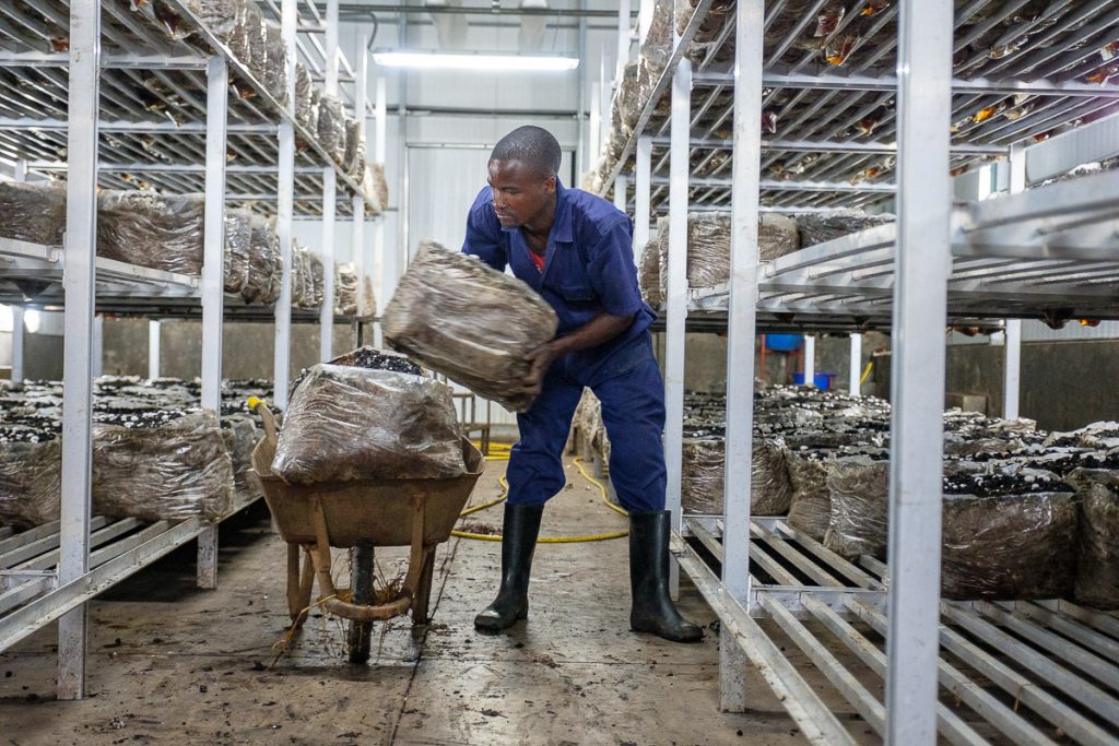 Africa, Kigali Farms, Kigali farm, RW, RWA, Rwanda, african, agaricaceae, agaricus, agaricus bisporus, air control, artificial light, beneficial, black, black people, button mushroom, champignon de paris, champignon mushroom, common mushroom, crimini mushroom, cultivated mushroom, dark, economic, employee, factory, farm worker, fertiliser, fluorescent light, food and drink industry, fresh mushroom, handcraft, health and beauty, healthful, healthy, horizontal, indoor, industry, know how, male, man, mushroom, mushroom factory, neon light, night, no people, nourishing, nutritious, one person only, production site, regulated environment, semi-darkness, small business, substrate, table mushroom, white champignon mushroom, wholesome, work