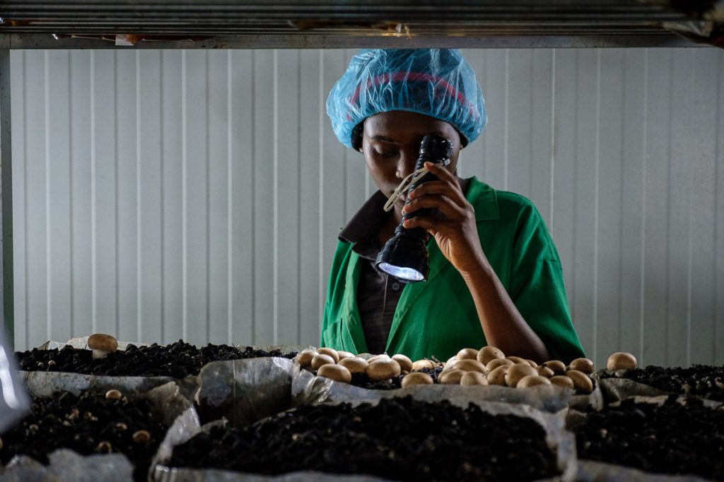 Africa, Kigali Farms, Kigali farm, Portrait, RW, RWA, Rwanda, african, agaricaceae, agaricus, agaricus bisporus, agribusiness, air control, beneficial, black people, button mushroom, champignon de paris, champignon mushroom, common mushroom, crimini mushroom, crop, cultivated mushroom, diet, economic, employee, export business, exportation, factory, farm worker, female, fertiliser, flashlight, food, food and drink industry, food hygiene, for sale, fresh mushroom, freshness, growing, handcraft, handling, harvest, health and beauty, healthful, healthy, horizontal, hygiene, hygiene cap, indoor, industry, know how, lab coat, livelihood, manipulation, merchandise, mushroom, mushroom factory, natural condition, nourishing, nutritious, one person only, orderly, organic, overalls, picking, protective workwear, quality control, raw, regulated environment, retail, small business, substrate, table mushroom, tidy, torch, vegetable, white champignon mushroom, wholesome, woman, work