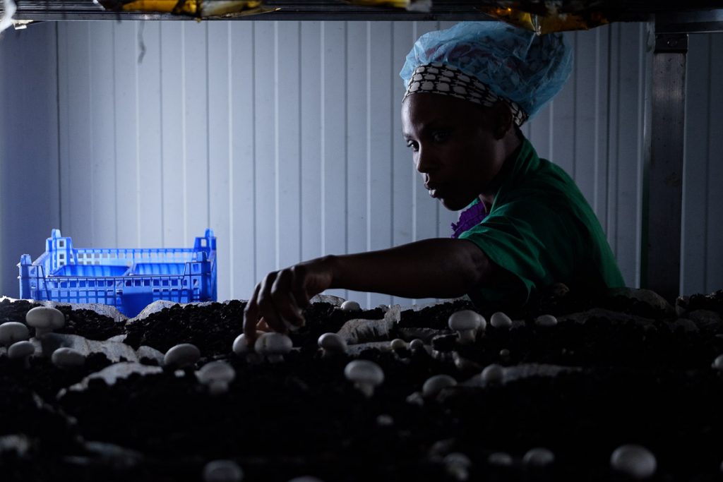 Africa, Kigali Farms, Kigali farm, Portrait, RW, RWA, Rwanda, african, agaricaceae, agaricus, agaricus bisporus, agribusiness, basket, beneficial, black people, button mushroom, champignon de paris, champignon mushroom, common mushroom, copy space, copyspace, crate, crimini mushroom, crop, cultivated mushroom, diet, economic, employee, export business, exportation, factory, farm worker, female, fertiliser, fluorescent light, food, food and drink industry, food hygiene, for sale, fresh mushroom, freshness, growing, hand, handcraft, handling, hands, harvest, health and beauty, healthful, healthy, horizontal, hygiene, hygiene cap, indoor, industry, know how, lab coat, livelihood, manipulation, merchandise, mushroom, mushroom factory, natural condition, neon light, no people, nourishing, nutritious, one person only, orderly, organic, overalls, picking, plastic, protective workwear, raw, retail, small business, substrate, table mushroom, tidy, vegetable, white champignon mushroom, wholesome, woman, work