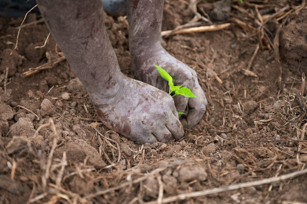 Africa, African Bird's Eye, African devil, RW, RWA, Rwanda, Spices Rwanda, african red devil peppers, agribusiness, agriculture, bird's eye chili, capsicum, capsicum annuum, capsicum frutescens, chilli, chilli pepper, community, cultivated land, diet, economic, farm, farm worker, farmer, field, food, food and drink industry, gardening, growth, hand, hands, harvesting, horizontal, leaf, lifestyle, livelihood, lush, making money, natural condition, non-urban, outdoor, part of, peri peri, picking, pili pili, red, red chilli pepper, rural scene, seasoning, seedbed, seedling, solanaceae, sowing, spice, unrecognizable person, vegetable, work