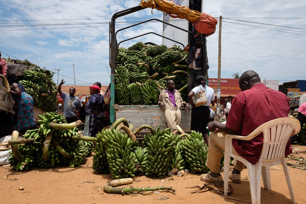 Africa, Market, UG, UGA, Uganda, agribusiness, banana, beneficial, bunch, business finance and industry, carbohydrates, choice, cooking banana, developing country, diet, dietary fiber, economic, farm produce market, farm worker, farmer, food, food and drink, food and drink industry, for sale, freshness, fruit, green banana, greengrocer, group of people, health and beauty, healthful, healthy, healthy eating, horizontal, industry, ingredient, lifestyle, livelihood, local product, magnesium, making money, market stall, musa, nature, nourishing, nutritious, organic, outdoor, plantains, potassium, produce aisle, quality, raw, ready to eat, retail, ripe, shop, small business, small group of people, stall, staple food, starch, street market, sweet food, transportation, transportation < 6_categories < **Tag, tropical climate, tropical fruit, truck, variation, vegetarian, vitamin, vitamin B6, vitamin C, wholesome, work