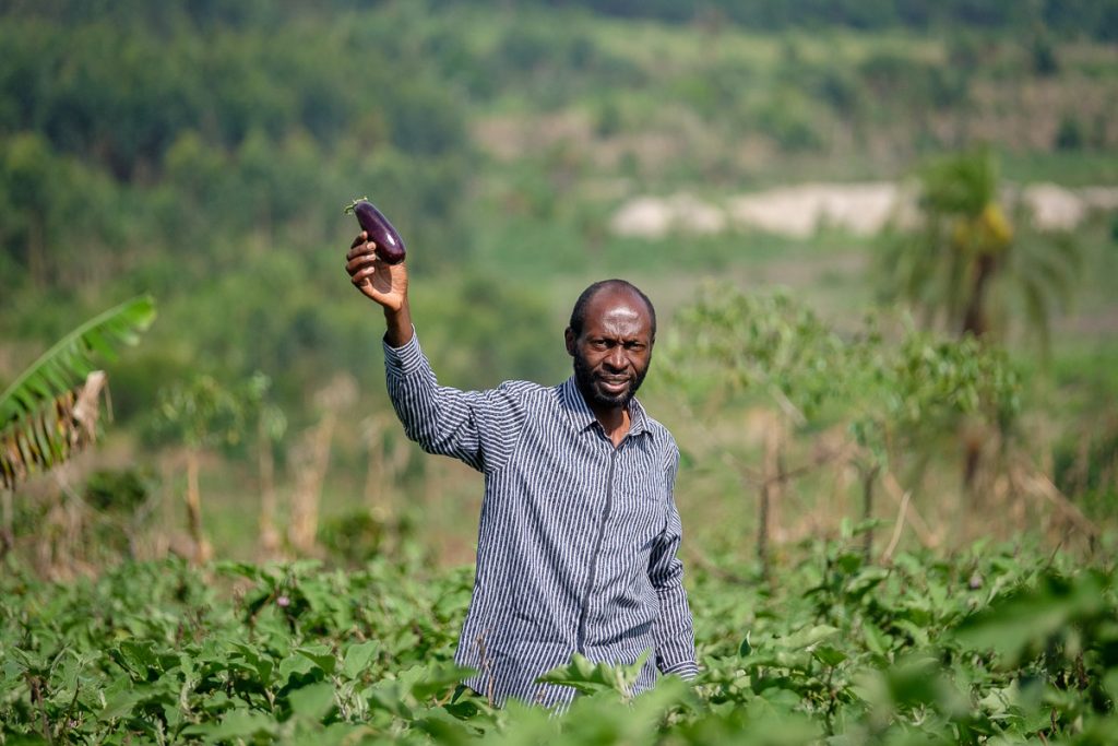 Africa, Jaksons Uganda Ltd, Portrait, UG, UGA, Uganda, agribusiness, agriculture, aubergine, beneficial, crop, cultivated land, diet, economic, eggplant, environment, farm, farm worker, farmer, field, food, food and drink, food and drink industry, food industry, freshness, growth, harvest, health and beauty, healthful, healthy, healthy eating, horizontal, ingredient, lifestyle, livelihood, making money, male, man, natural condition, nature, non-urban, nourishing, nutritious, one person only, organic, outdoor, plant, plantation, purple, quality, raw, ready to eat, ripe, rural scene, solanaceae, solanum melongena, vegetable, vegetarian, veggies, vitamin, whole, wholesome, work