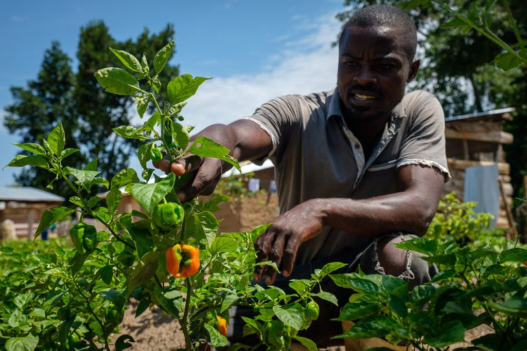 Africa, Portrait, Sunshine Agro, UG, UGA, Uganda, agribusiness, agriculture, beneficial, cultivated land, diet, economic, environment, farm, farm worker, farmer, field, food, food and drink, food industry, freshness, growth, health and beauty, healthful, healthy, healthy eating, horizontal, hot pepper, ingredient, lifestyle, livelihood, looking at camera, making money, male, man, natural condition, nature, non-urban, nourishing, nutritious, organic, outdoor, plant, plantation, quality, raw, rural scene, vegetable, vegetarian, veggies, vitamin, wholesome, work