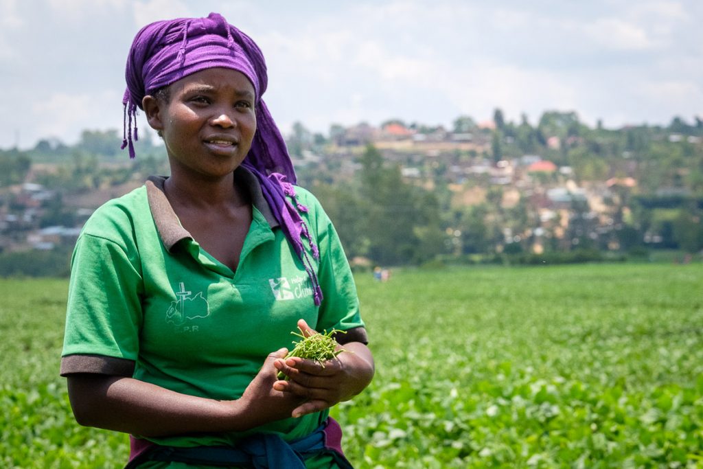 Africa, Export, French bean, Portrait, Proxifresh, RW, RWA, Rwanda, african, agribusiness, agriculture, beneficial, black people, community, crop, cultivated land, diet, economic, employee, export business, exportation, farm, farm worker, farmer, field, food, food hygiene, for sale, freshness, gardening, green, green bean, growth, handcraft, harvest, harvesting, health and beauty, healthful, healthy, horizontal, in a row, know how, leaf, lifestyle, livelihood, lush, making money, manipulation, merchandise, natural condition, nourishing, nutritious, one person only, orderly, organic, outdoor, people, picking, plant, punnet, raw, retail, shell, tidy, trimmed, vegetable, wholesome, work, ¤Selection